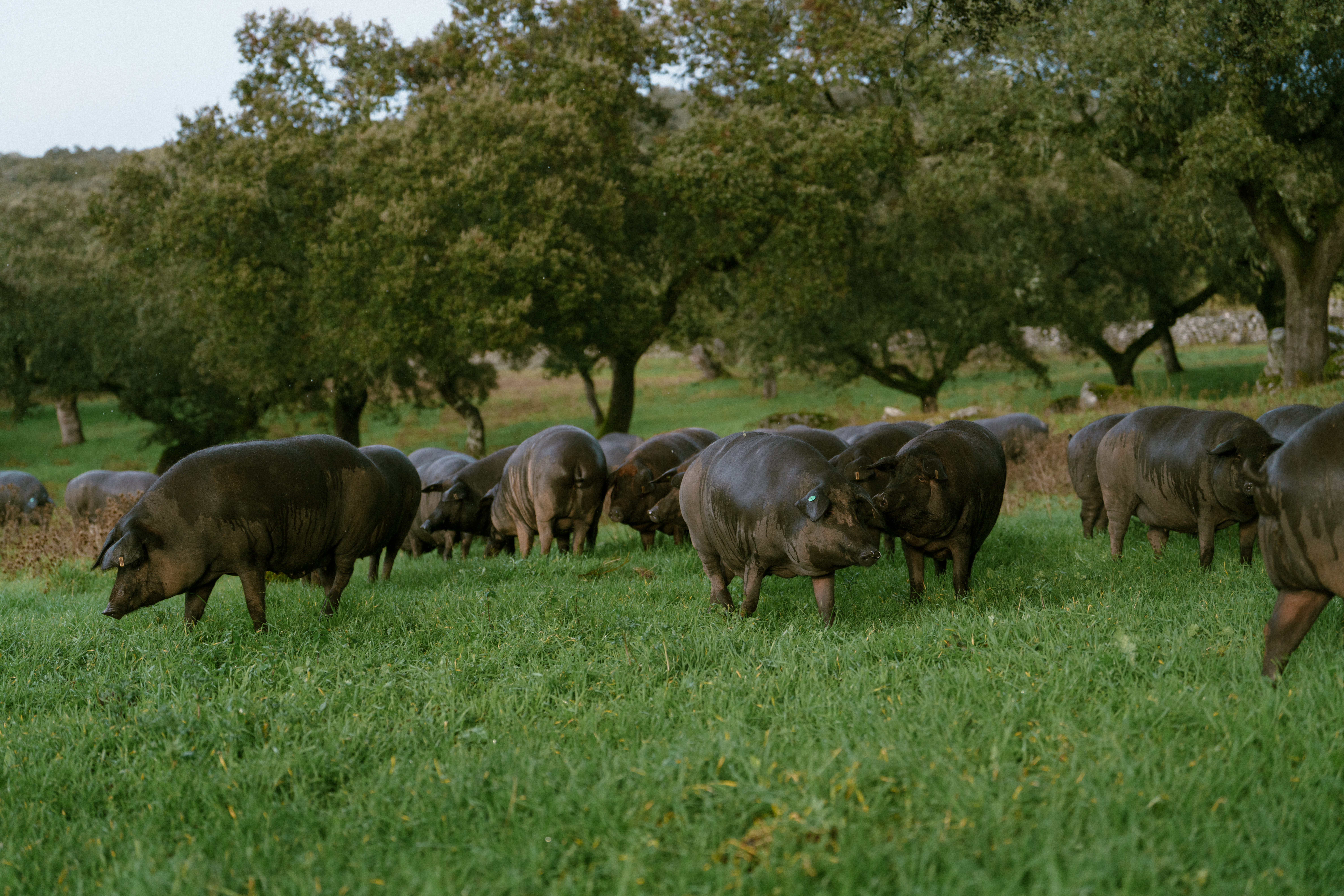 Extremadura Trip - pigs